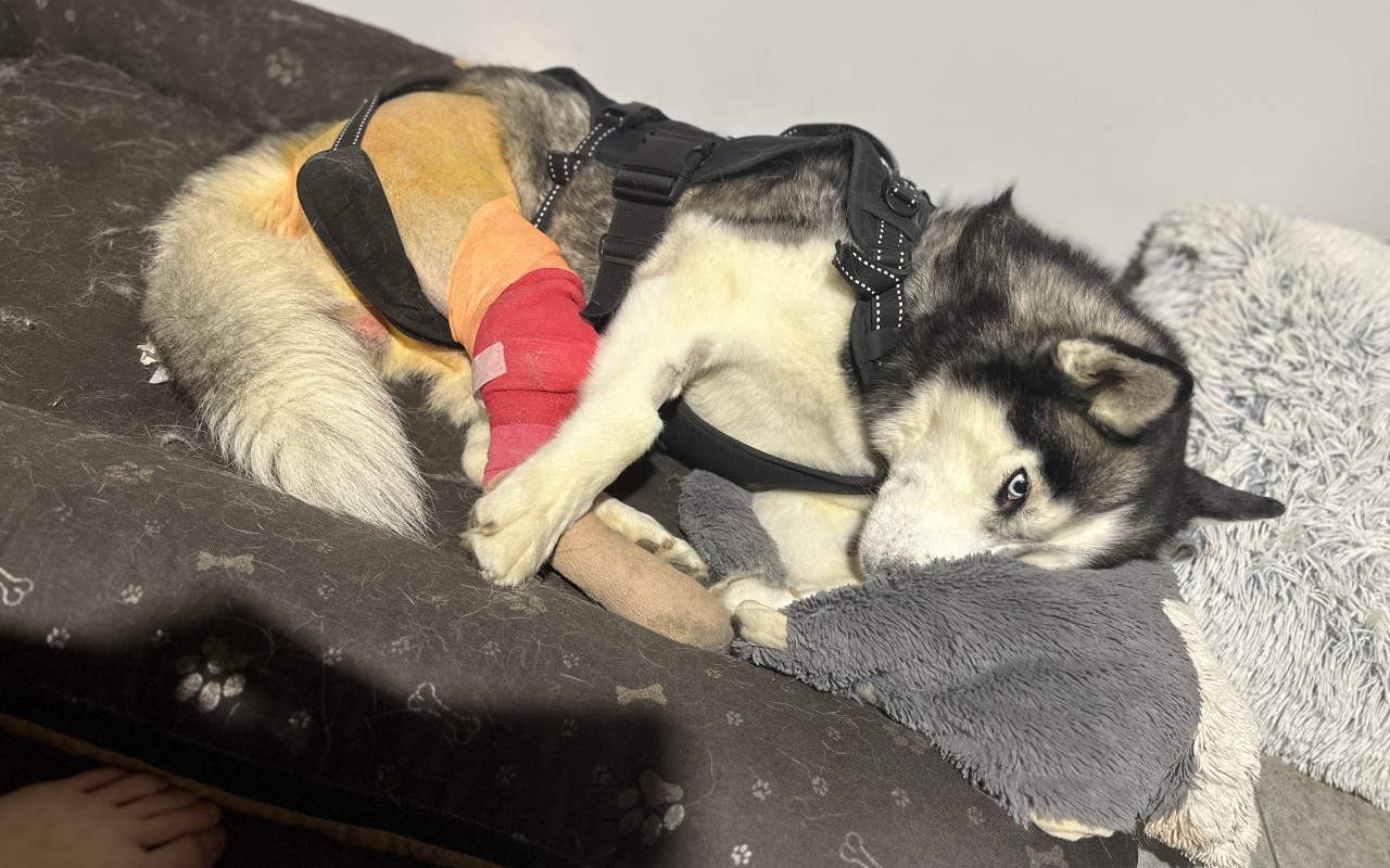 Pomohli jste, aby Šedou mohl znova na nohy