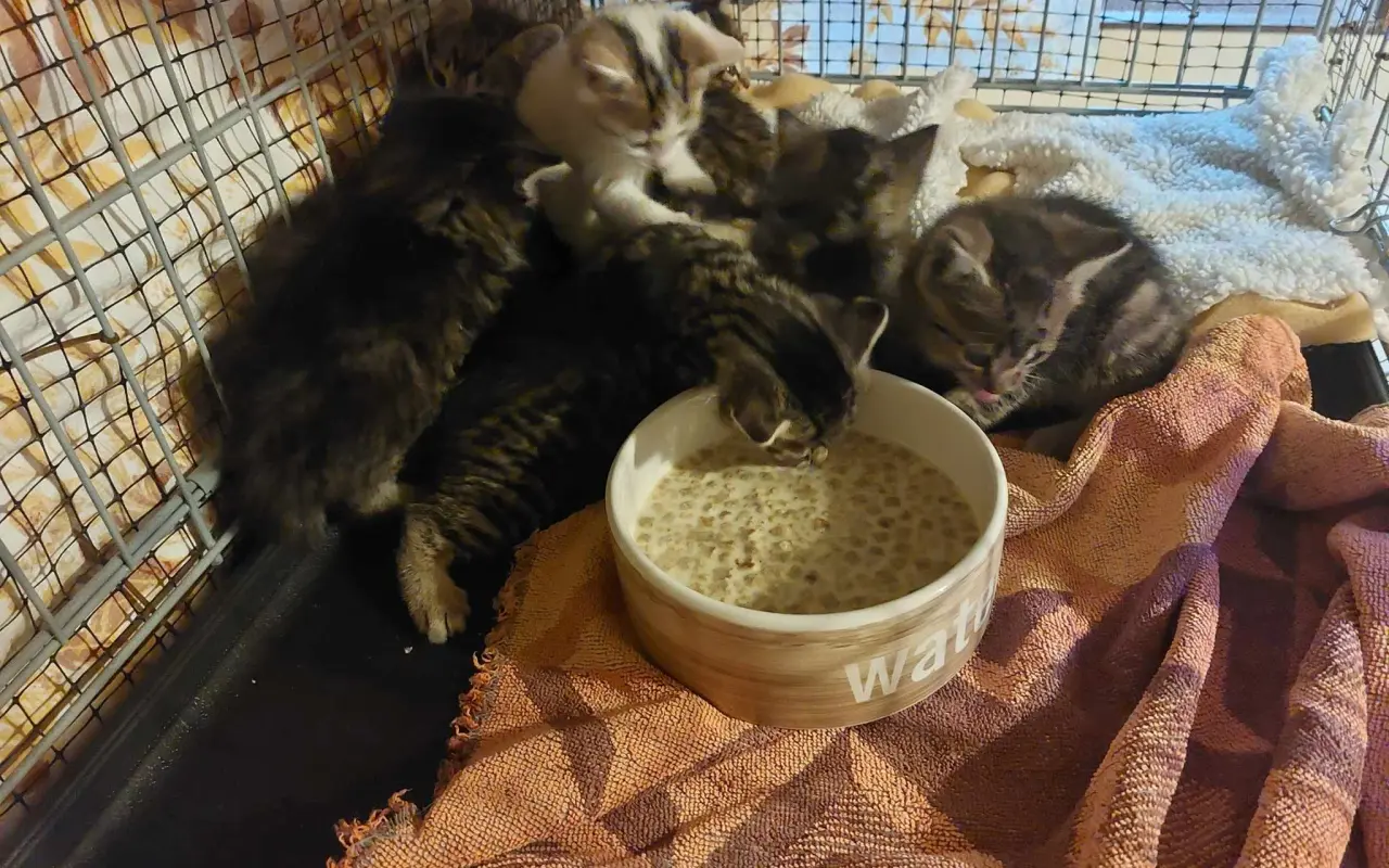 Pomohli jste zlepšit život kočkám na Berounsku