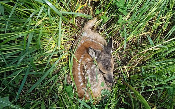 Složili jste se na dron zachraňující zvířata