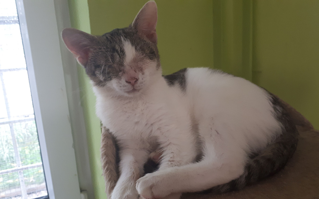 Prosíme pomozte maličkému Gladíkovi, aby opět viděl!