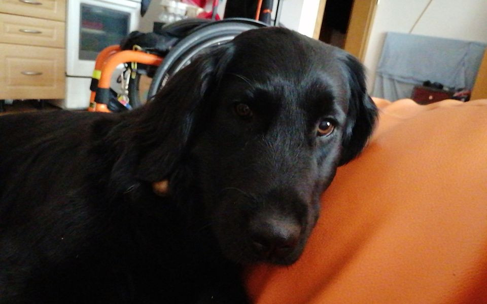 Canisterapeutický psí parťák Kiwi pro Aničku
