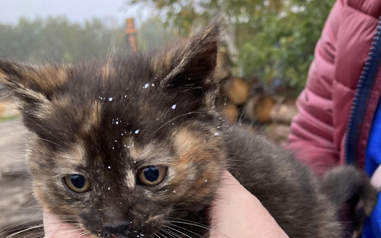 Pomohli jste kočičkám na ulici k lepšímu životu