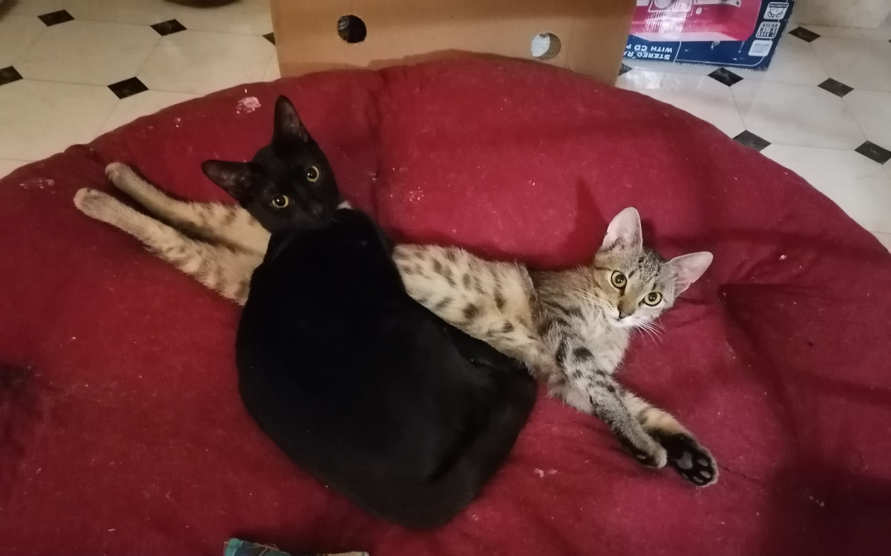 Pomohli jste koťátkům k lepšímu životu