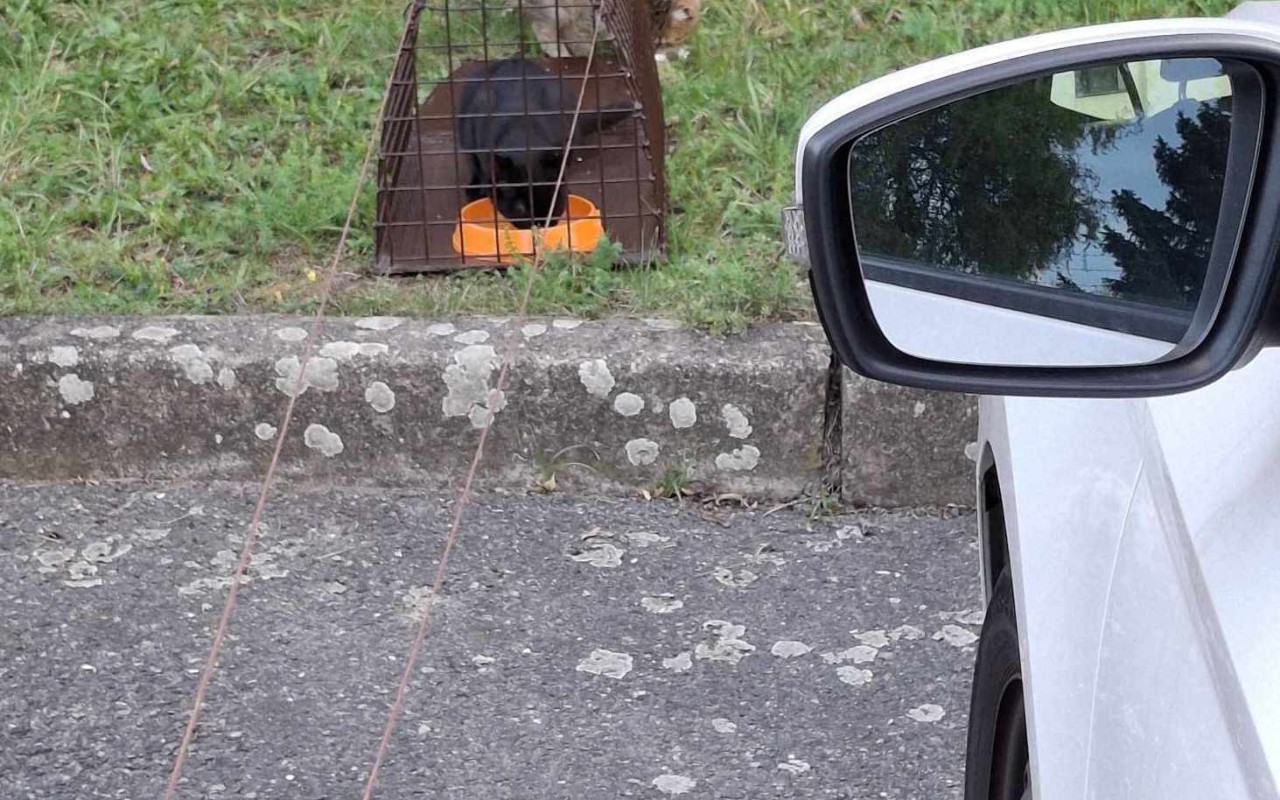 Pomohli jste pořídit auto pro útulek