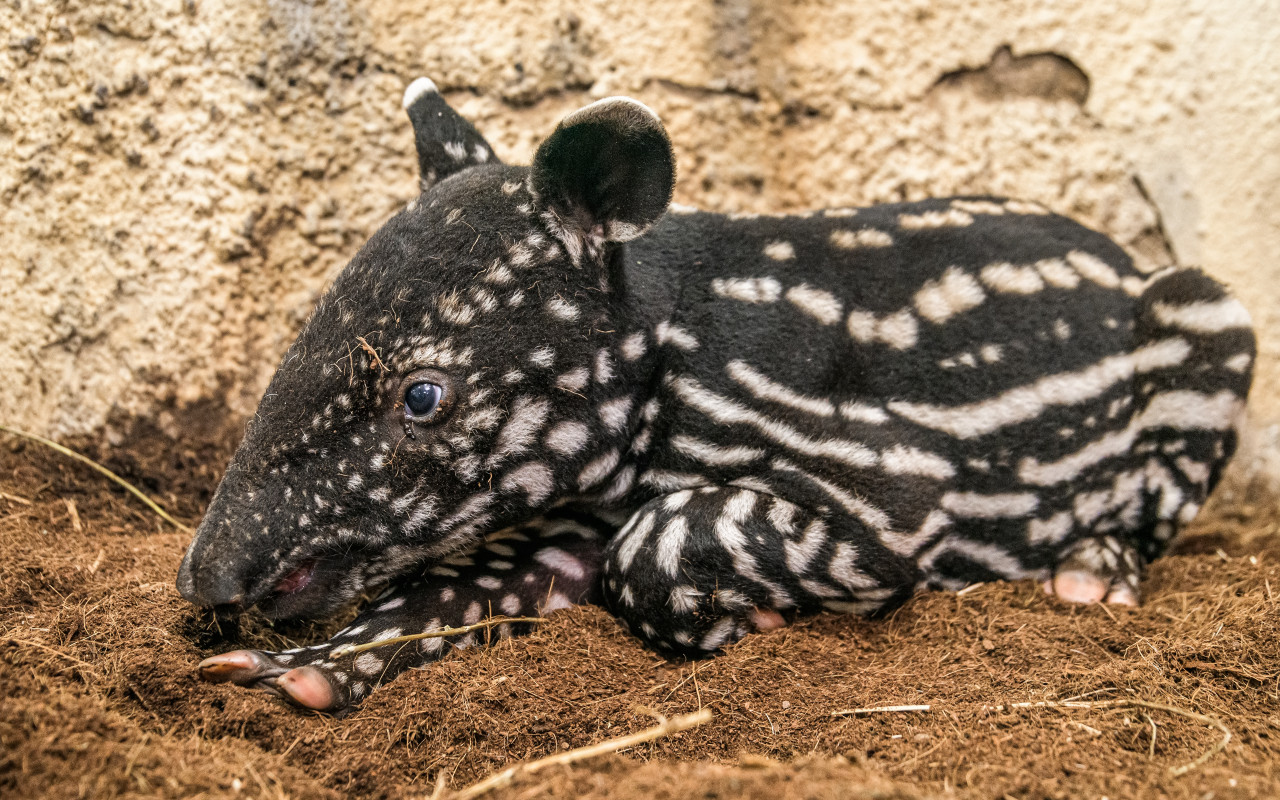 Podpořte tapírka Morse, který se narodil v Zoo Praha