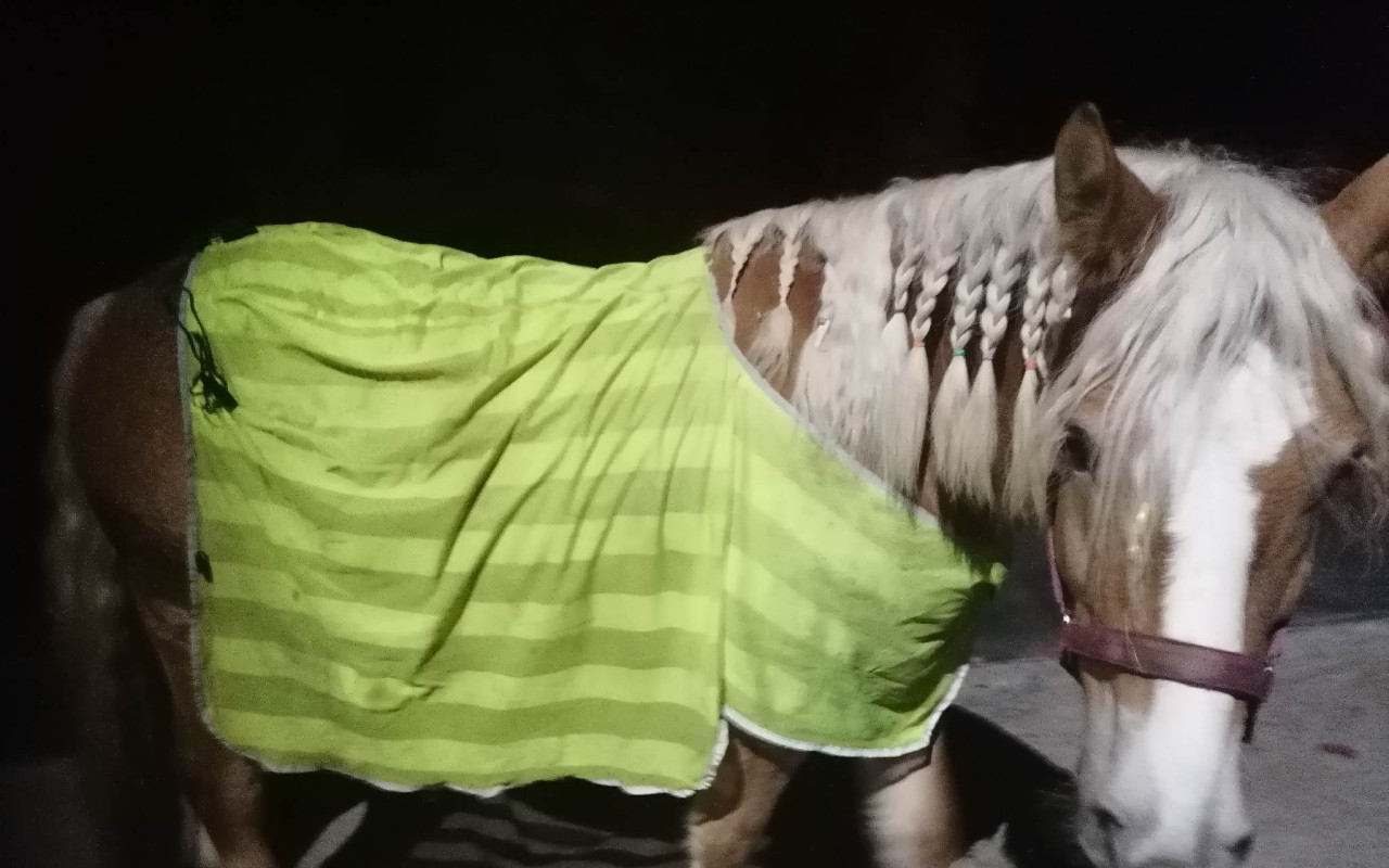 Přispěli jste klisně Dotie k lepšímu životu