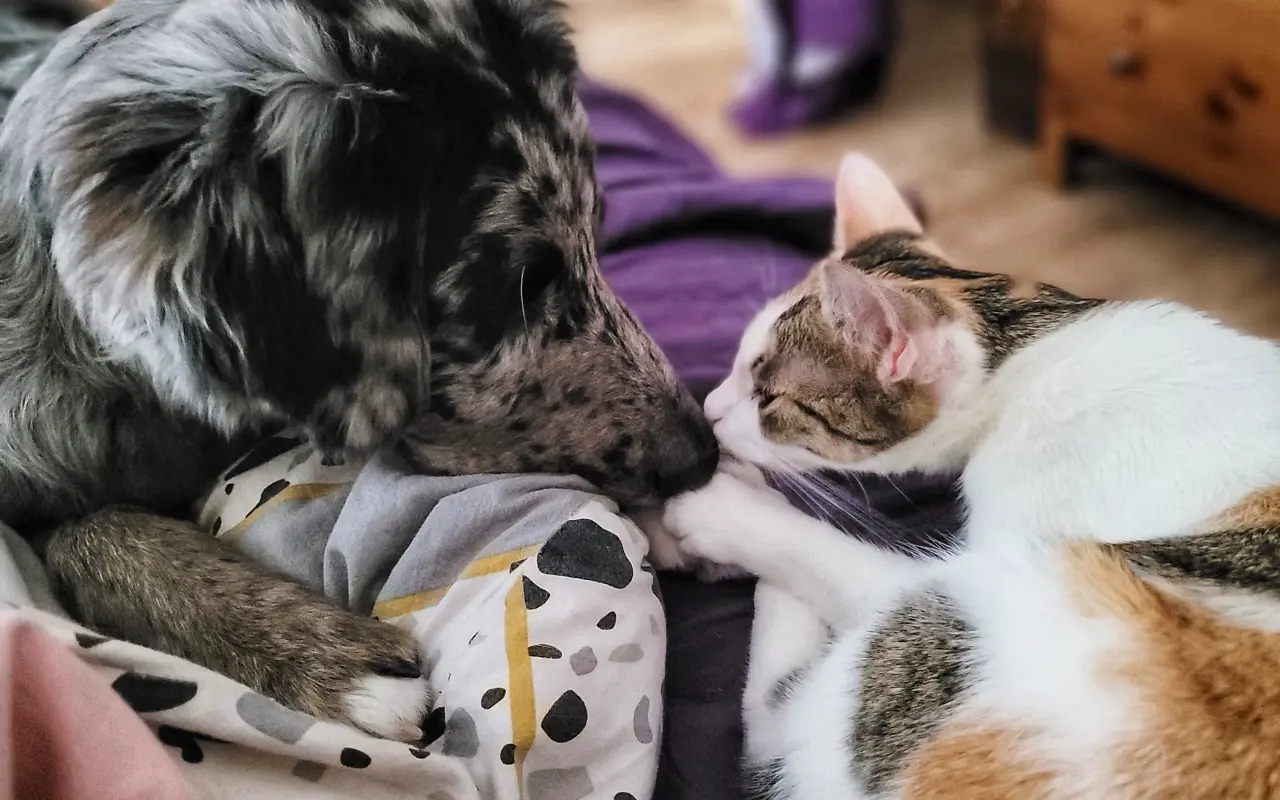Pomohli jste Rozárce