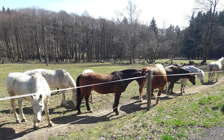 Pomohli jste zachránit koně z Mariánských Lázní