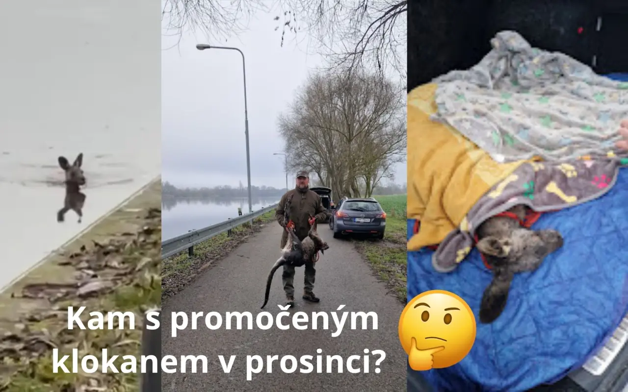 BADY: Bazén pro jelena