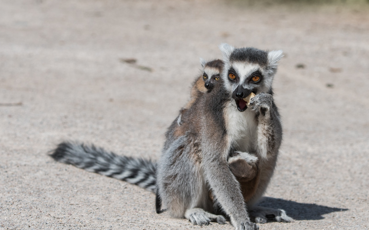 Podpořte dvojčata lemura kata, která se narodila v Zoo Praha v době karantény