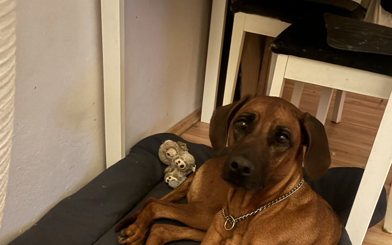 Ať může Sheeba zůstat doma