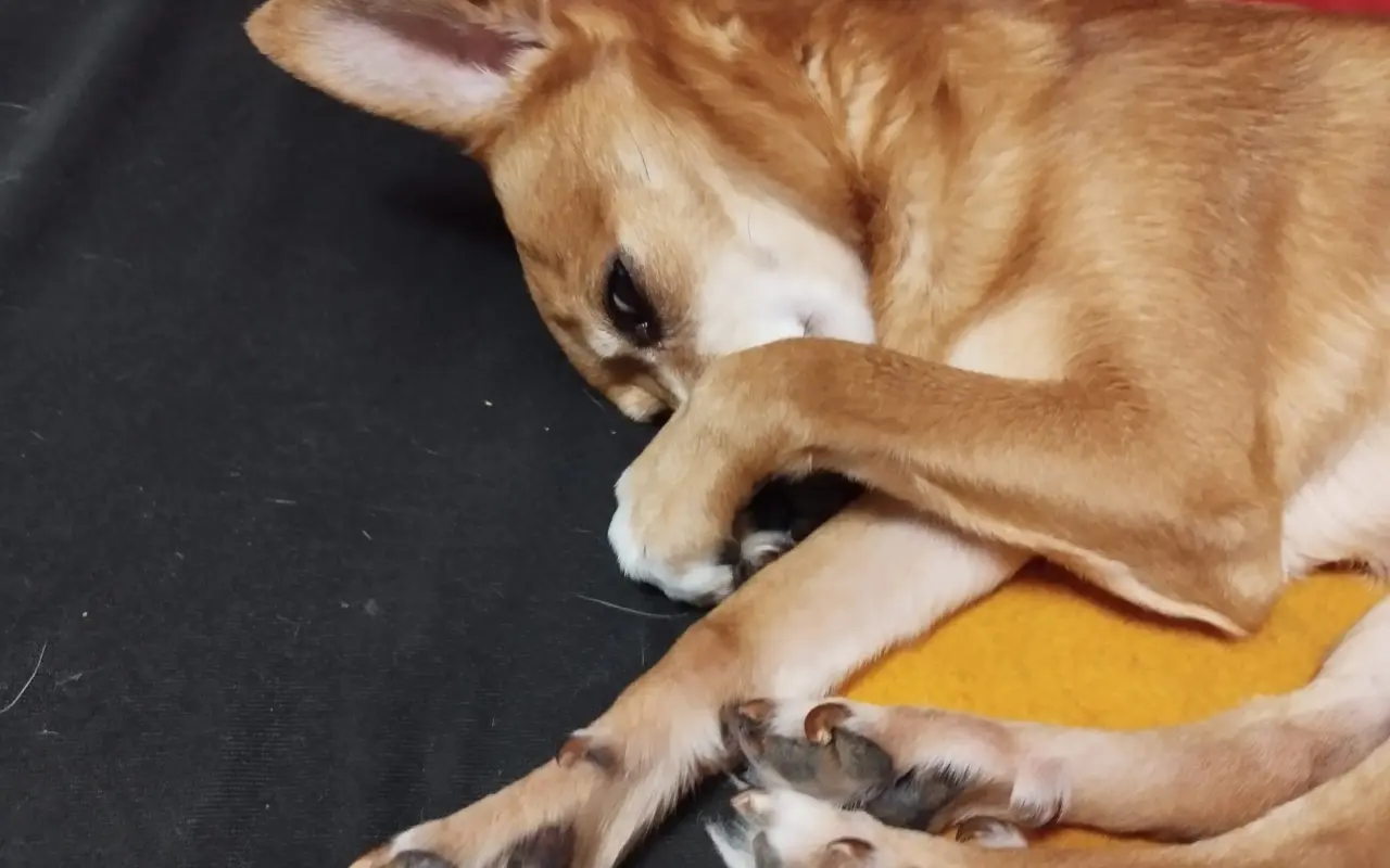 Pomohli jste Charliemu od bolesti