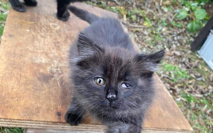 Přispěli jste na léčbu Akimka, Mishy a Bibi