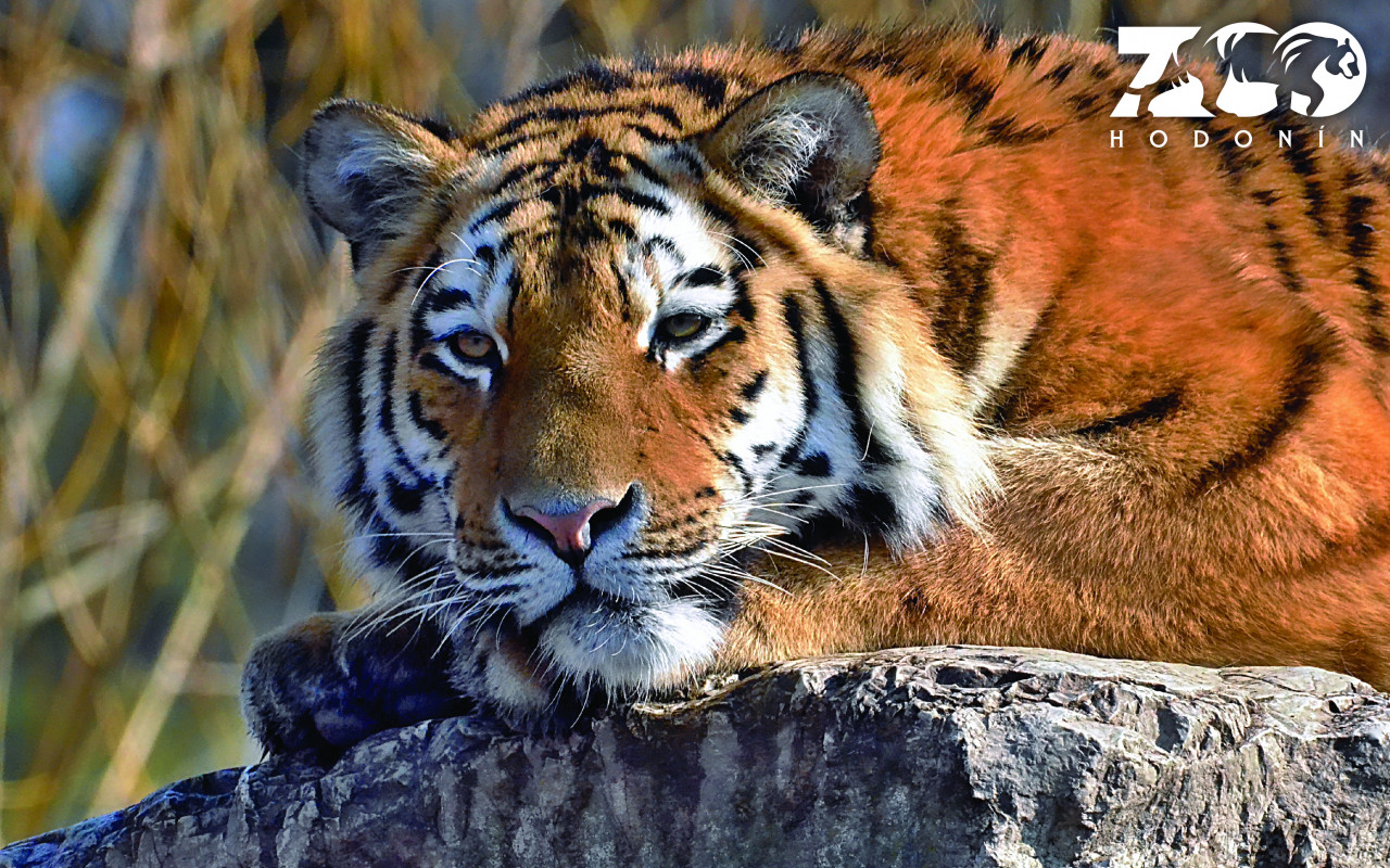 Obnova poničené ZOO Hodonín a vybudování útulku pro psy