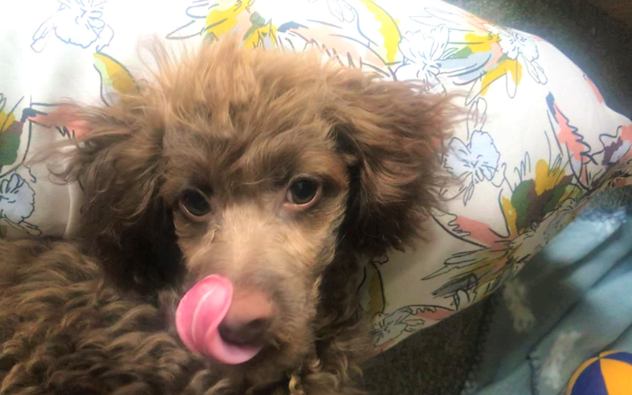 Pomohli jste přispět na veterinární péči pro Jamieho