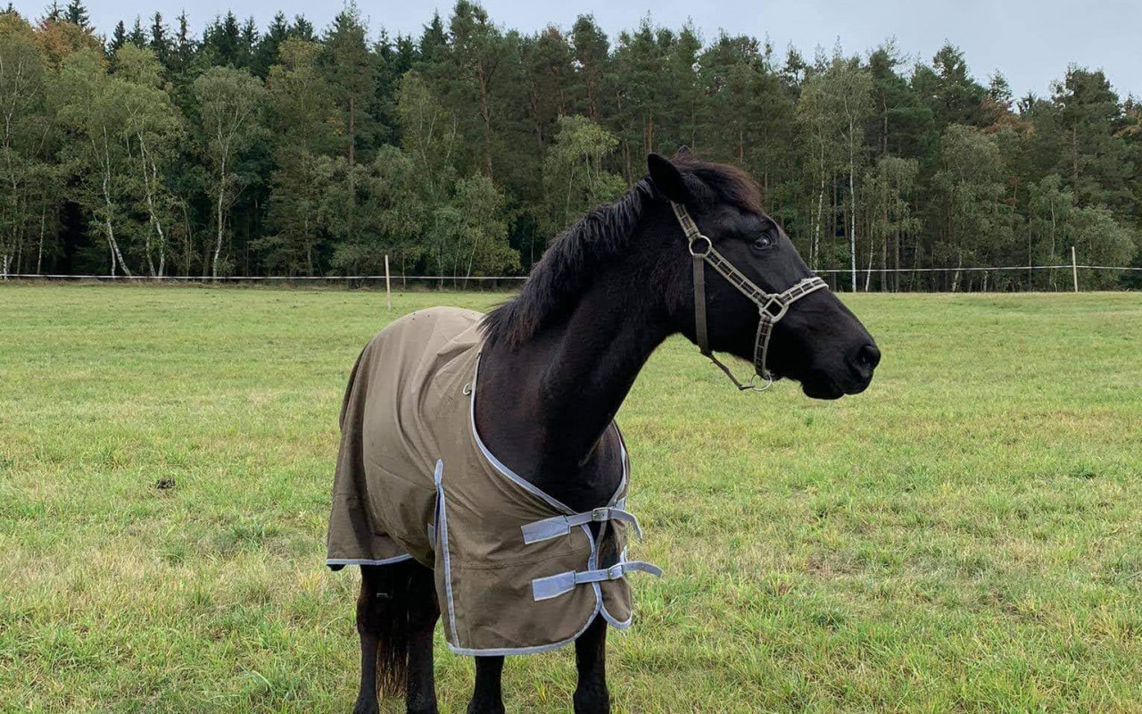 Pomozme zajistit nevidomé kobylce Kačence dlouhý a spokojený život