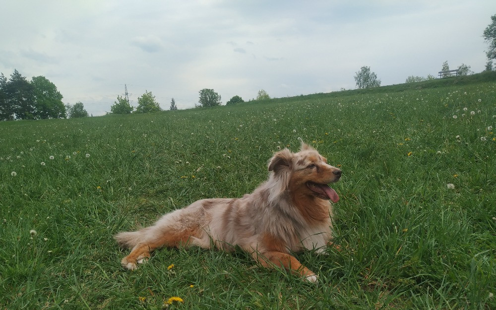 Pomozme fence Mishe a její majitelce v invalidním důchodu
