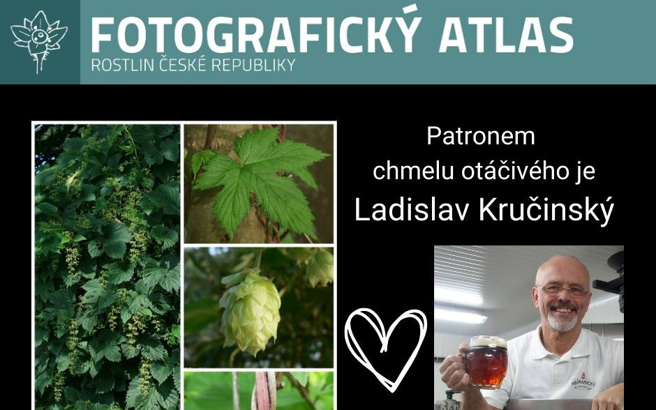 Fotografie všech českých rostlin v jedné KNIZE? Pojďme to dotáhnout!