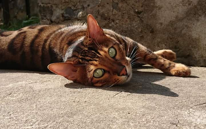 Složili jste se na operaci pro kocourka Irwinga