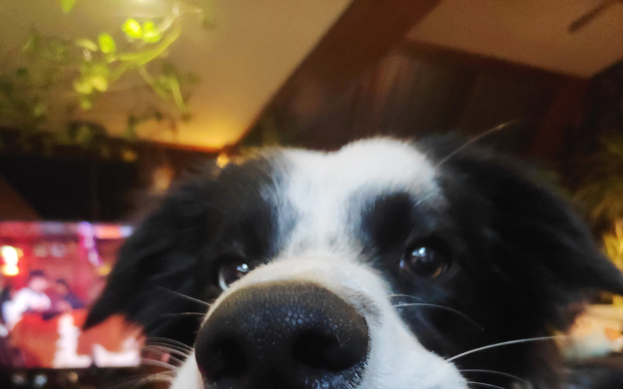 Endoprotéza pro Coco