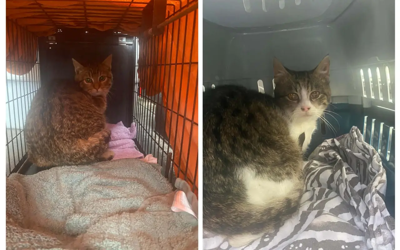 Voříškov prosí o pomoc pro psí útulkáče, poničku Babuňu, kočky a další zvířátka