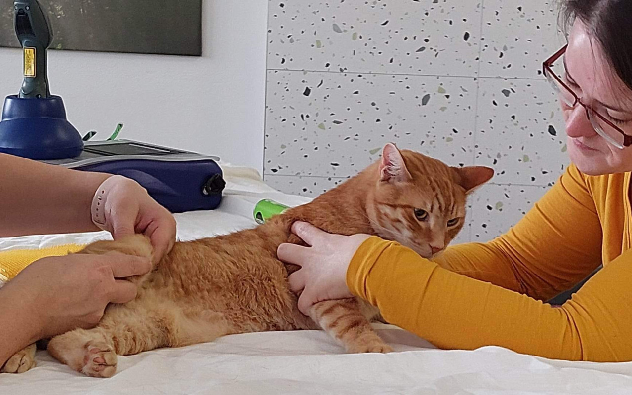 Složili jste se na Medíkovu fyzioterapii a léčbu