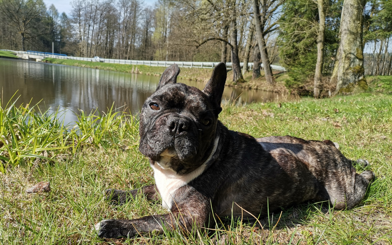 Přispěli jste buldočkovi Lou k lepšímu životu