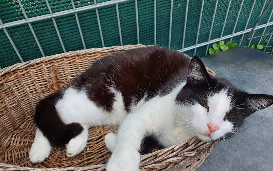 Přispěli jste na ošetření u veterináře a krmivo pro zachráněné kočičky