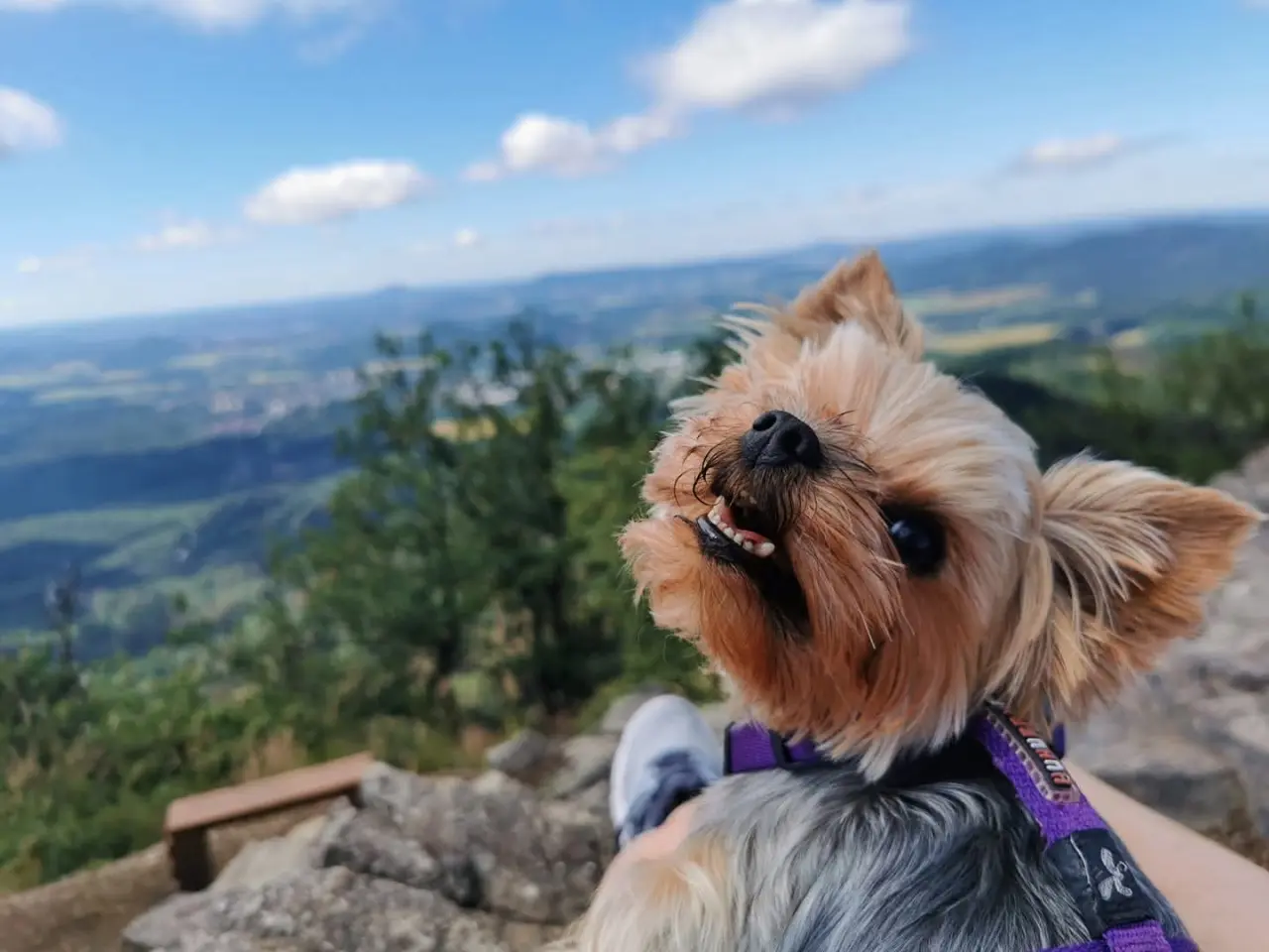 Pomoc chabrusačkovi Flokimu