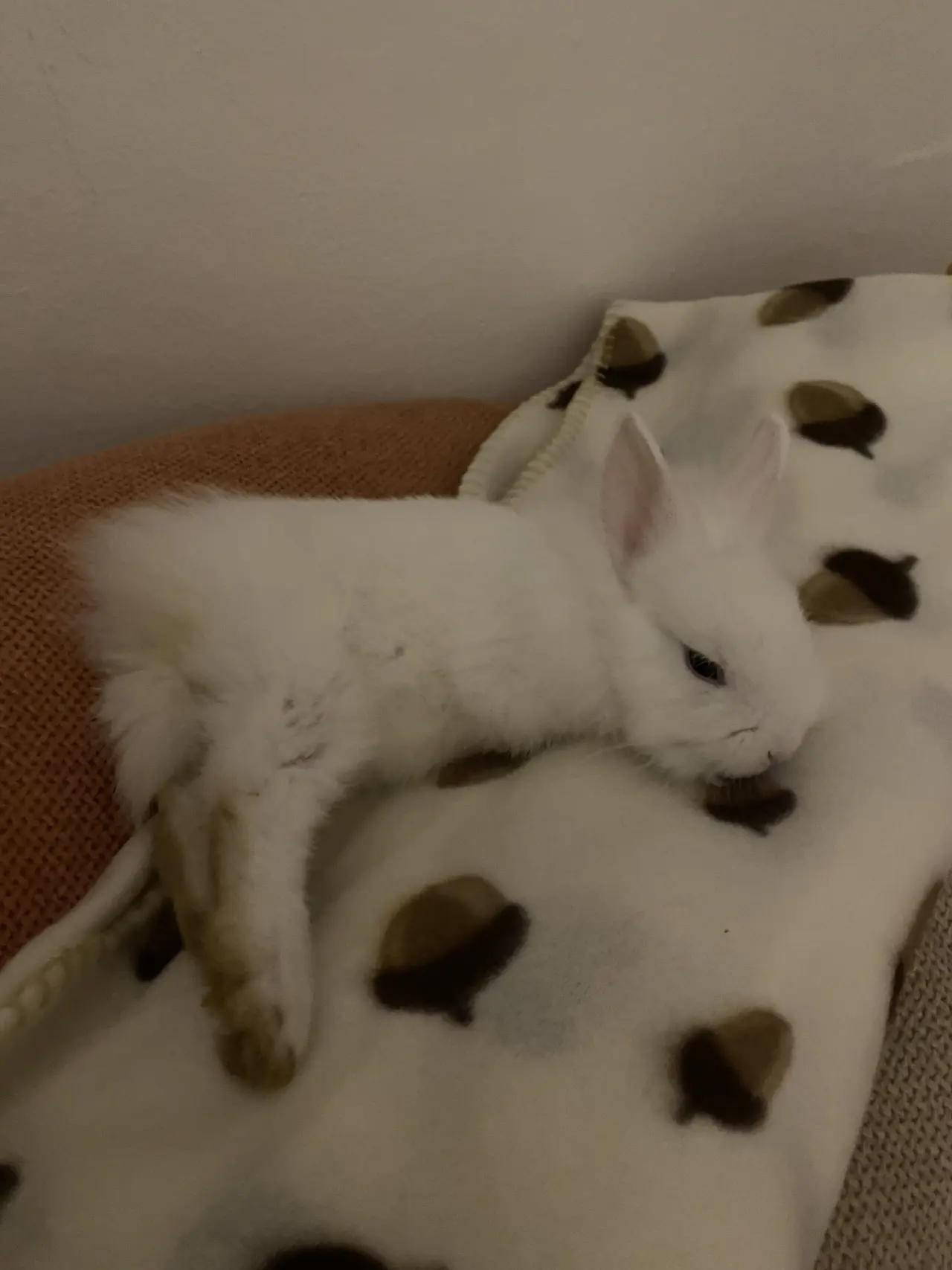Pomohli jste malému Dupíkovi