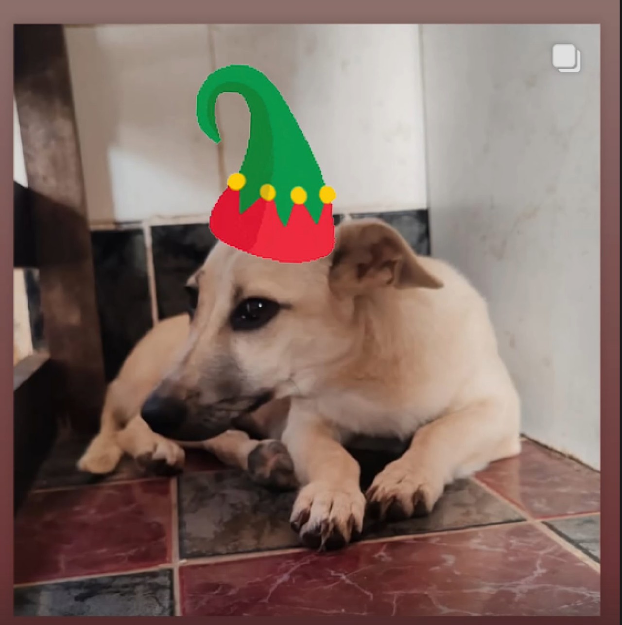 Podpořili jste FARMU HAPPY, aby mohla dále pomáhat