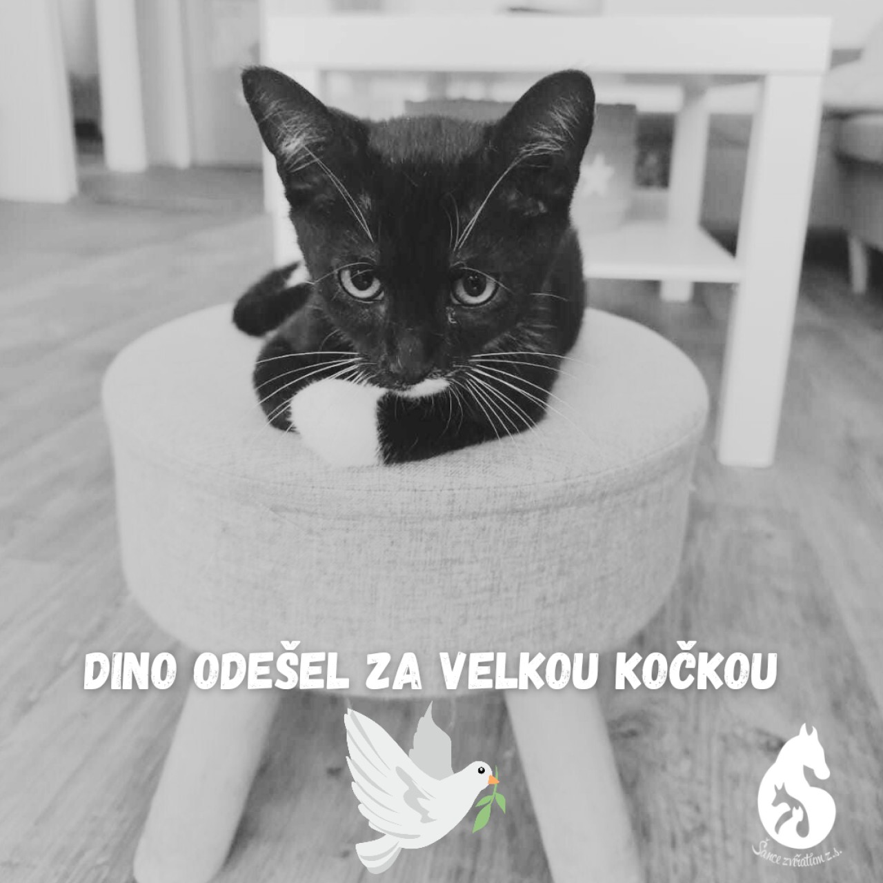 Akutní pomoc pro Dina