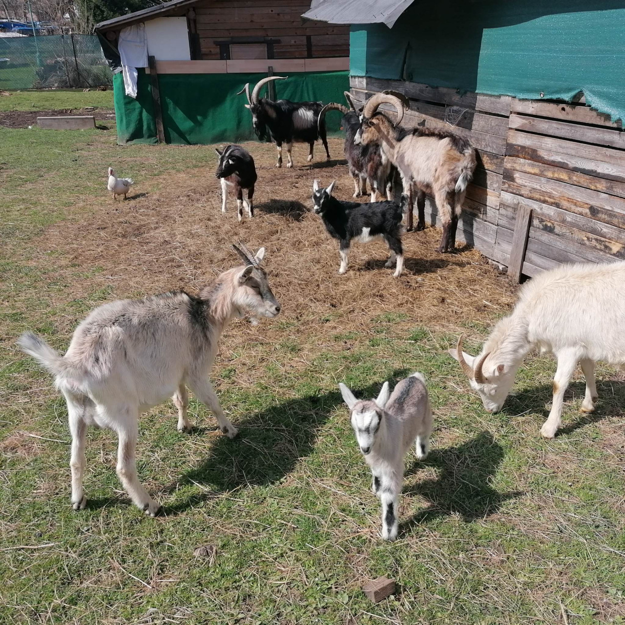 Pomohli jste malé kozí farmě