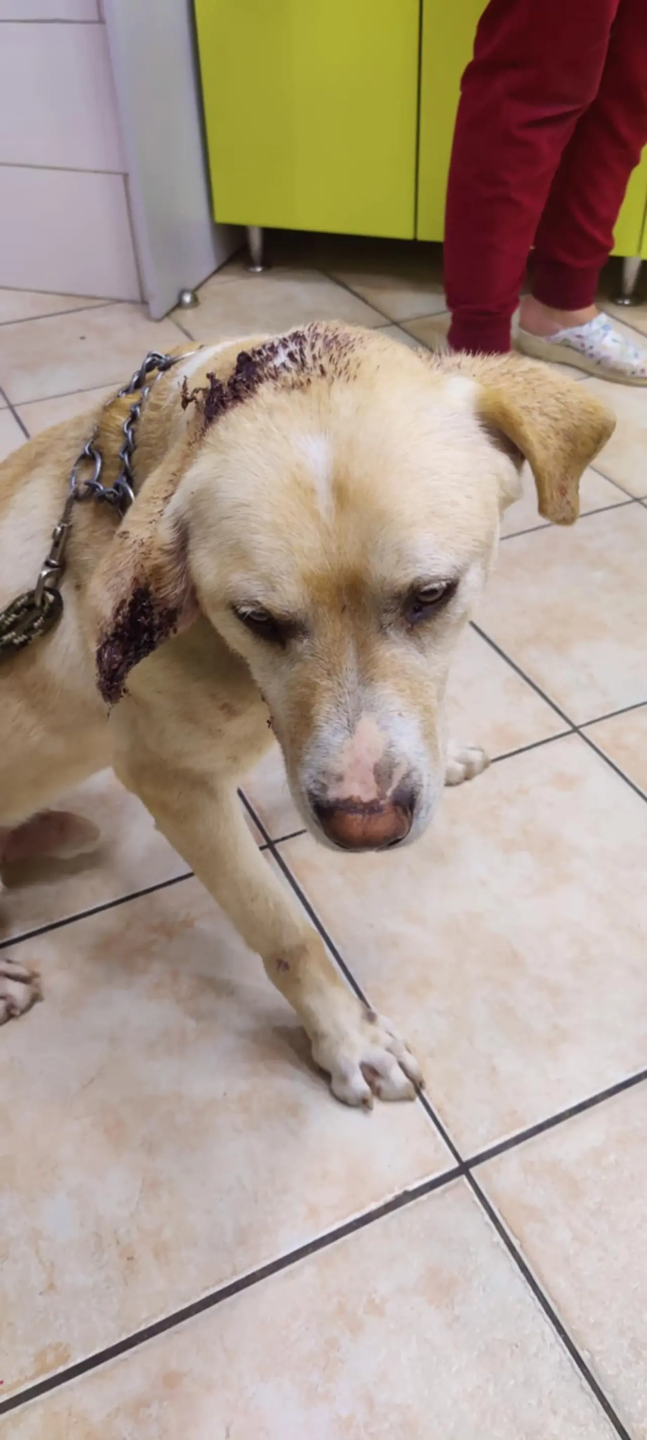 Podpořili jste veterinární pomoc našim svěřencům