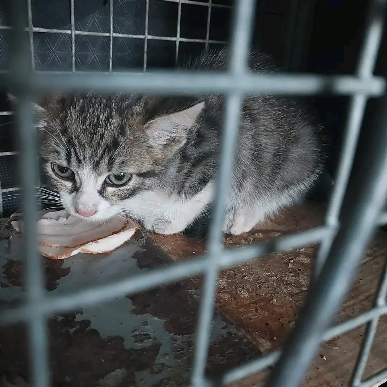 Pomohli jste dát šanci na život opuštěným kočičkám