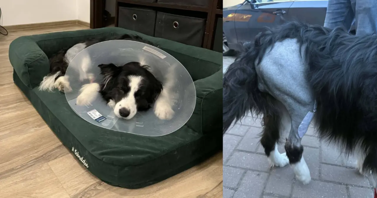 Pomohli jste Meggie k operaci druhého kolene