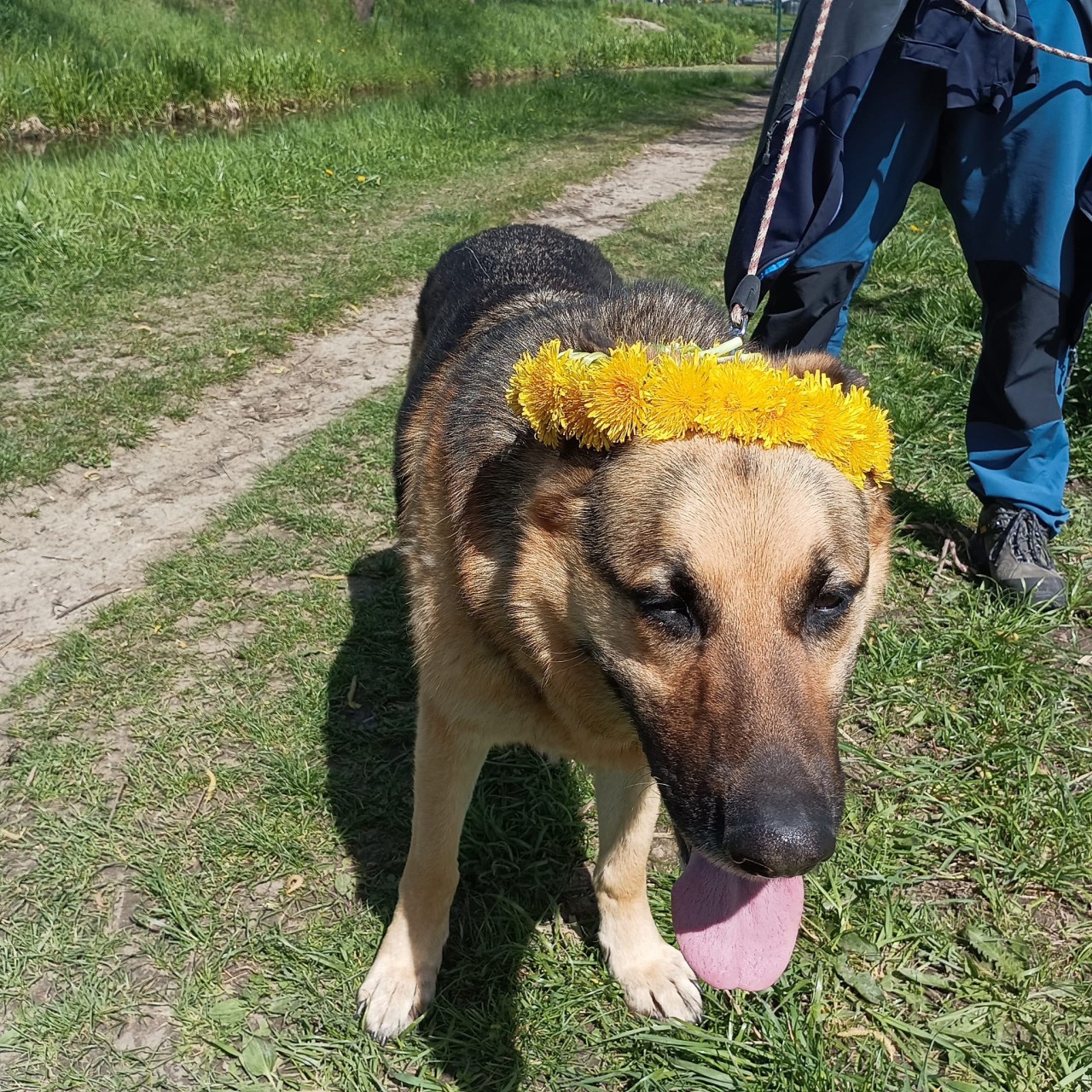 Pomohli jste Tazinkovi ke zdraví