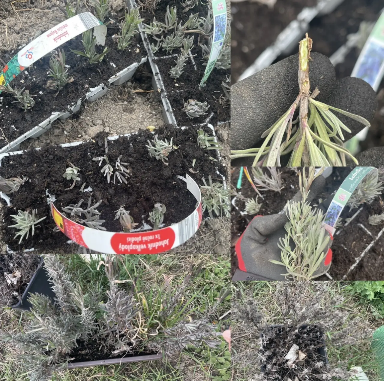 Podpořte bylinkový projekt Azeret Herbs