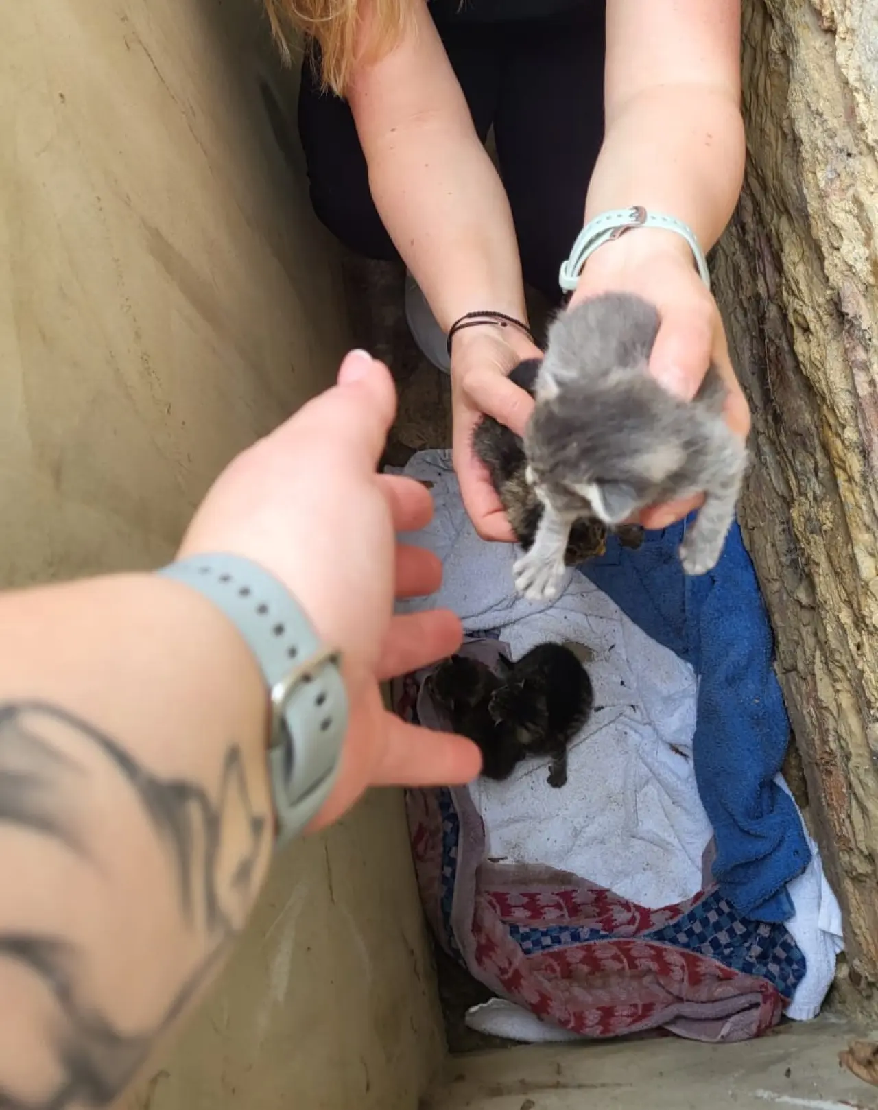 Pomohli jste uhradit veterinární péči pro kočičky z Kočičího štěstí, z.s.
