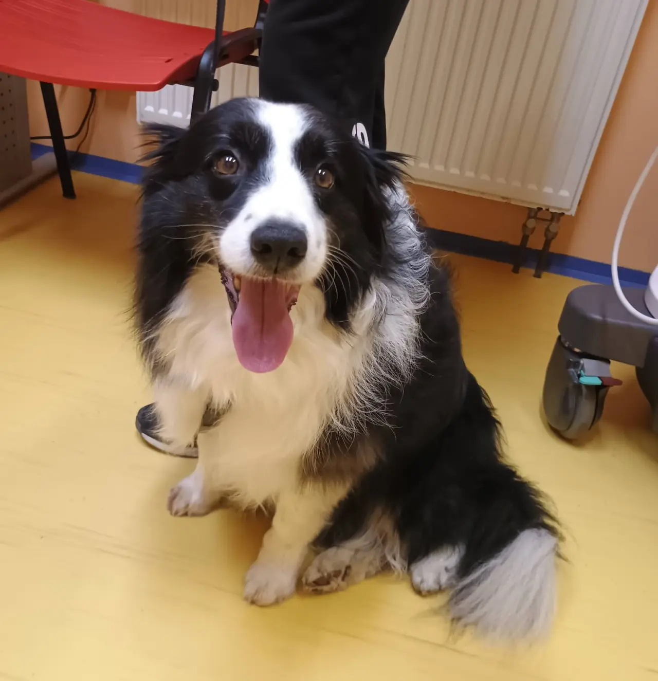 fenka border kolie čekající na&nbsp;veterinární klinice