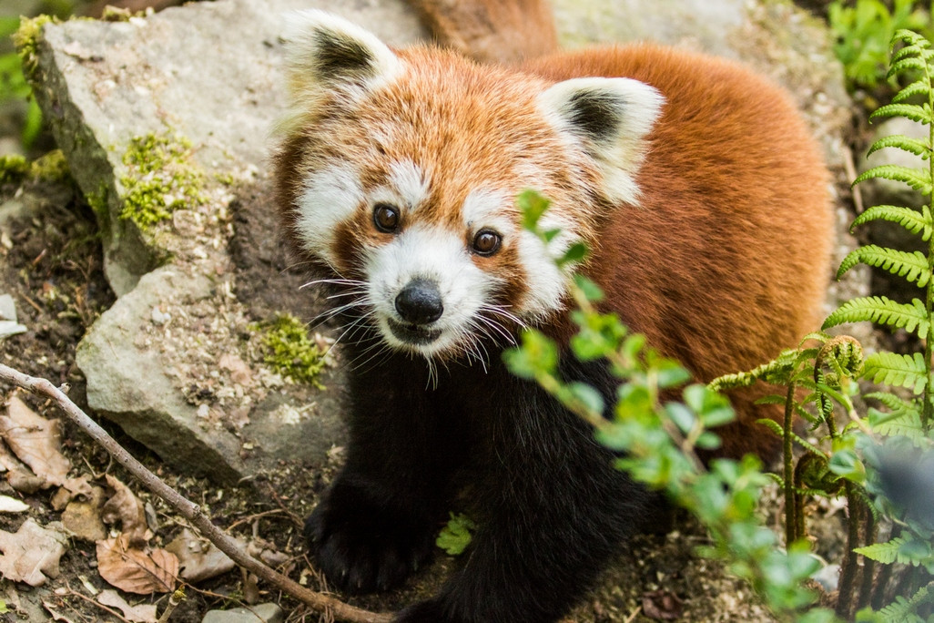 Pomohli jste zvířátkům ze Zoo Ostrava