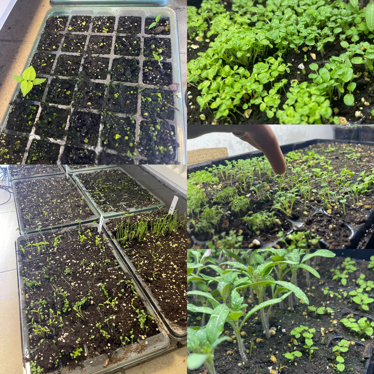 Podpořte bylinkový projekt Azeret Herbs