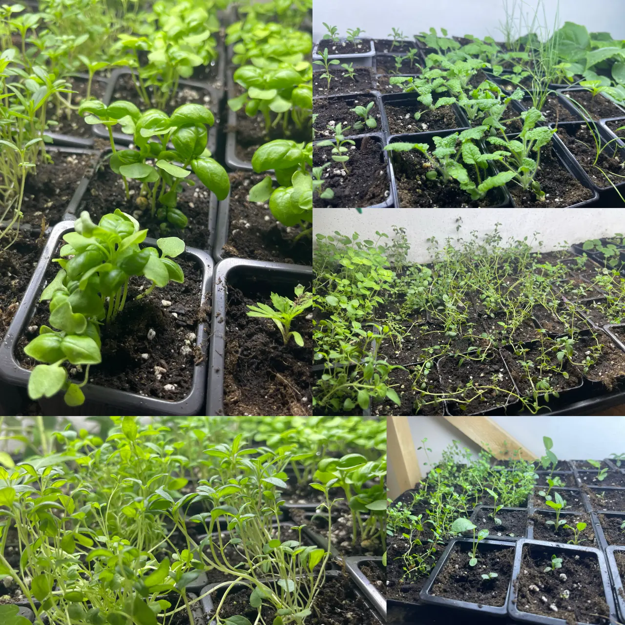 Podpořte bylinkový projekt Azeret Herbs