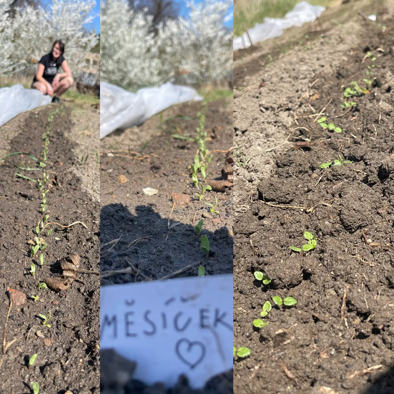 Podpořte bylinkový projekt Azeret Herbs