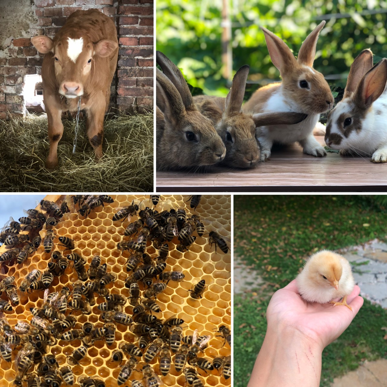 Pomozte s obnovou malého hospodářství po požáru