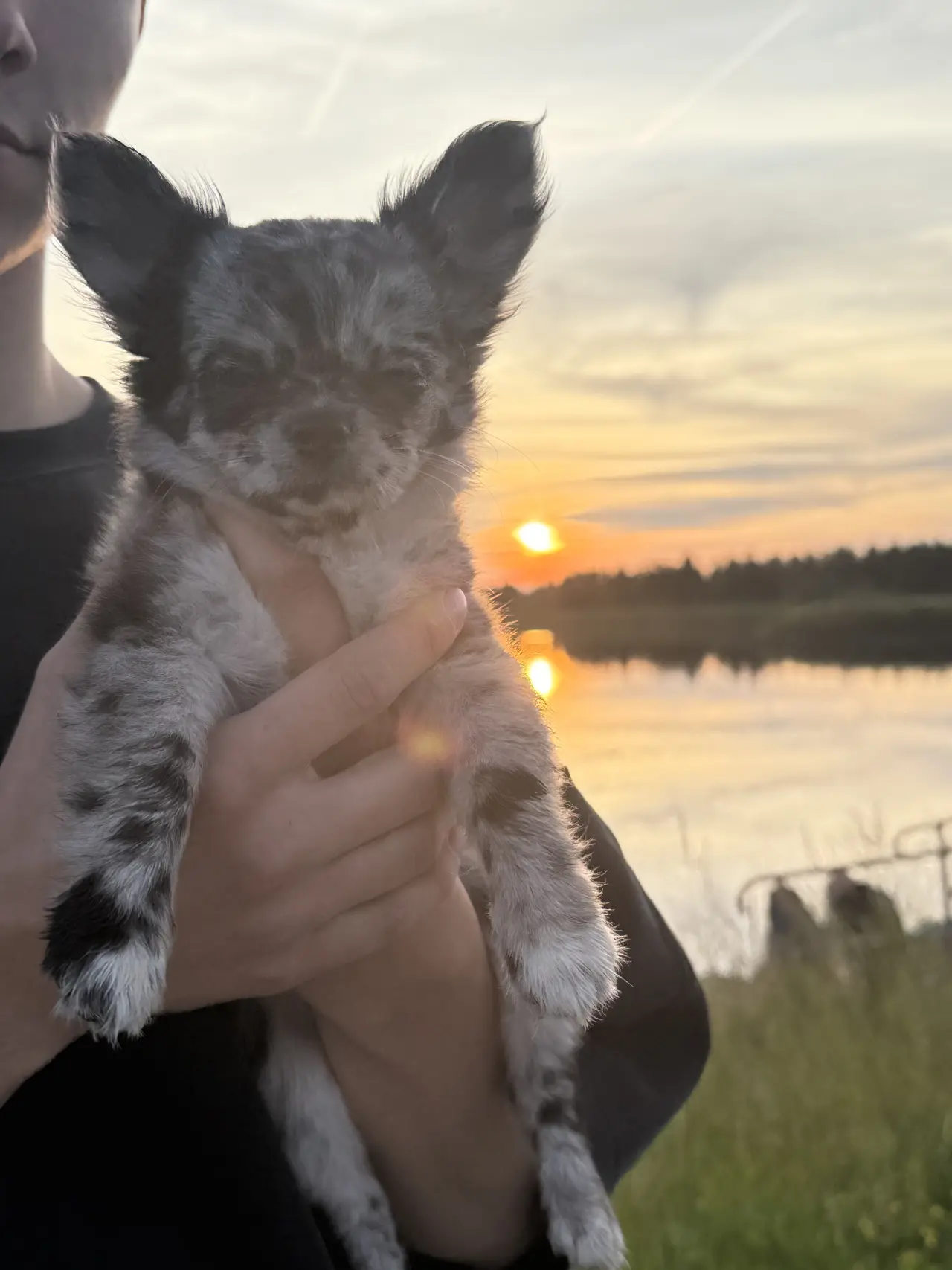 Pomozte Nixie znovu běhat