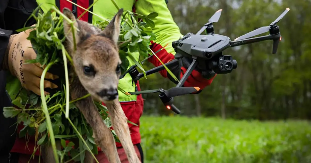 Dron pro záchranu srnčat před sečením