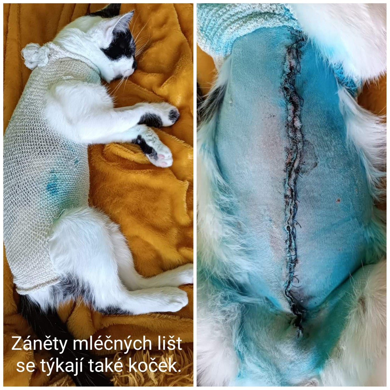 Pomozte nám vybudovat útulek v Jeseníkách!