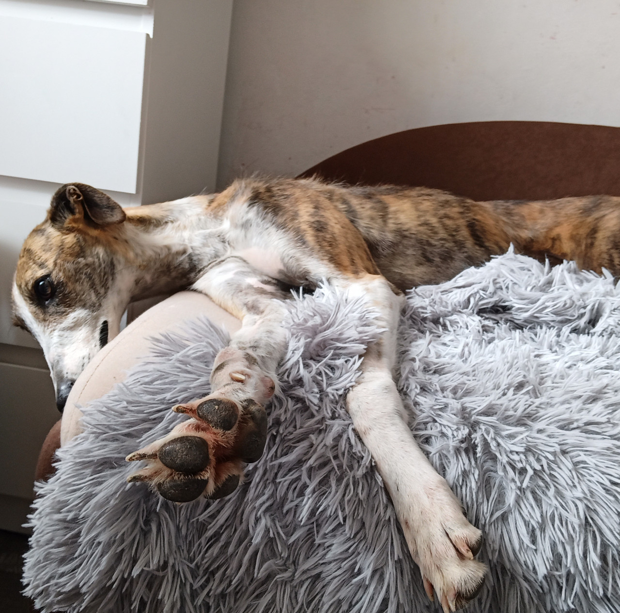 Pomozte Pokladníkovým budovat zázemí nemocným pejskům
