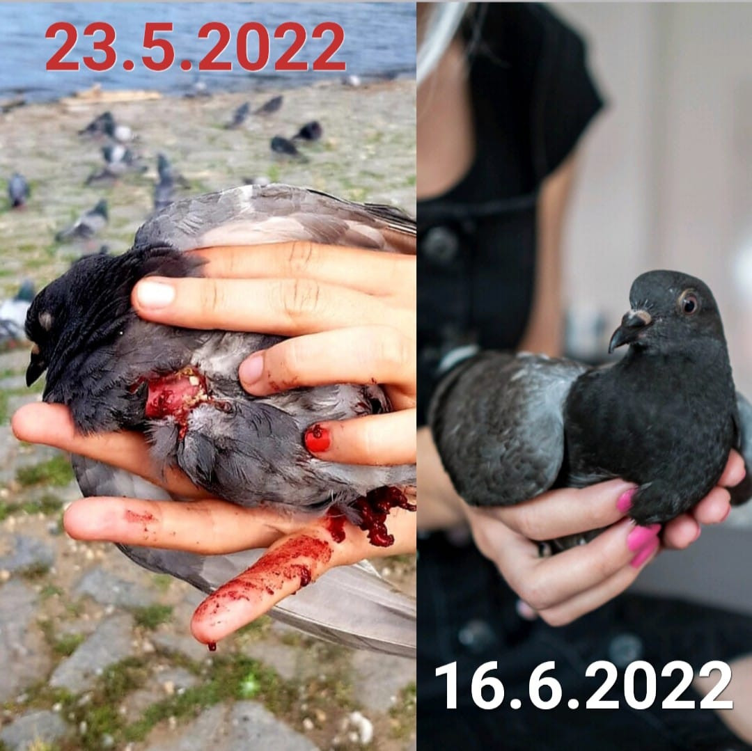 Pomohli jste záchranné stanici pro holuby